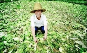 糧賤價穩，肉禽低迷 農民增收困境下的生活成本之困